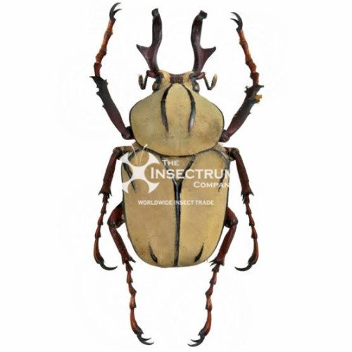 Dicronocephalus wallichii